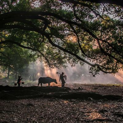 El último bosque que muchos ven.