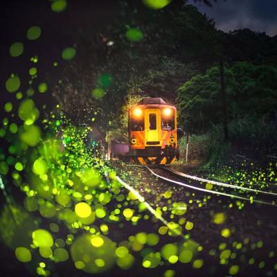 80. 全台螢火蟲季來了｜Firefly Season Has Arrived Across Taiwan｜台湾全土でホタルの季節がやって来た