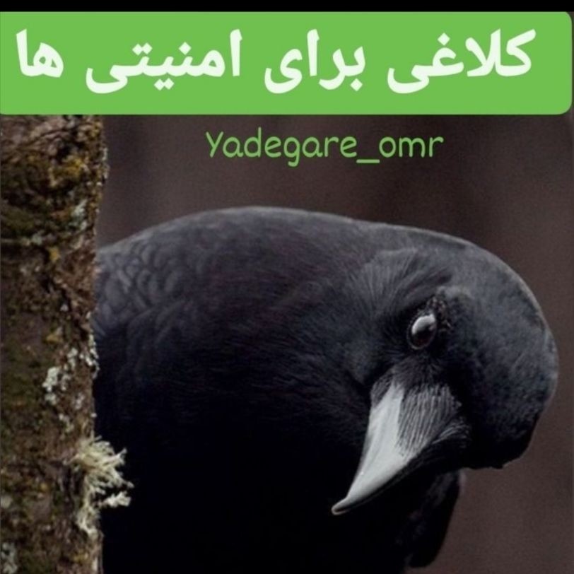 کلاغی برای امنیتی ها کلاغی برای امنیتی ها