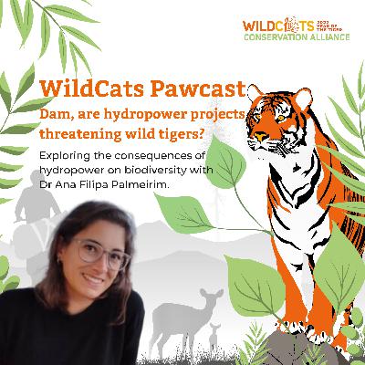 Dam, are hydropower projects threatening wild tigers?