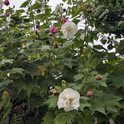 『話半分で👍🏻』 #1512  ’25,10,09 世界郵便の日 『話半分で👍🏻』 #1512  ’25,10,09 世界郵便の日