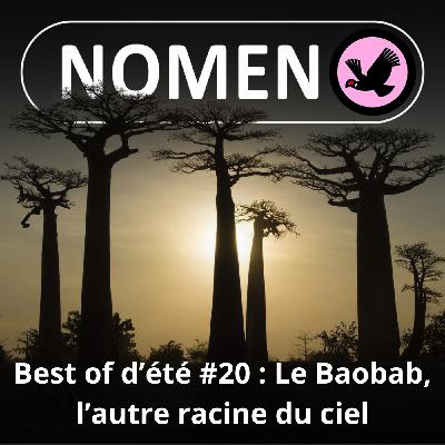 BEST OF D'ÉTÉ #20 : Le Baobab, les autres racines du ciel