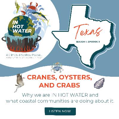 In Hot Water: Cranes, Oysters, and Crabs