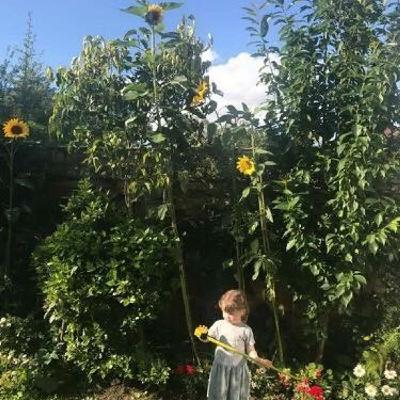 Sunflowers... the results are in. Sunflowers... the results are in.