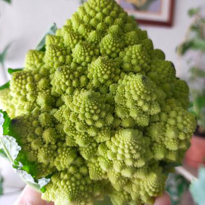 おやすみラジオ(9) おやすみラジオ(9)