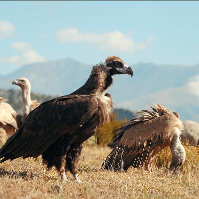 Temporada 1 - Capítulo 3 - Sobrevuela el Pirineo catalán como un buitre