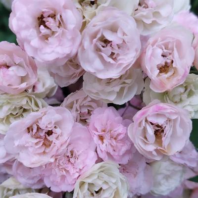 Ho'oponopono Ho'oponopono