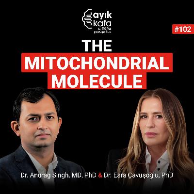 The Mitochondrial Molecule