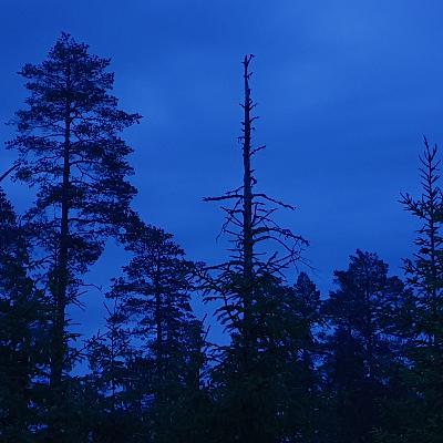 Between Night and Dawn