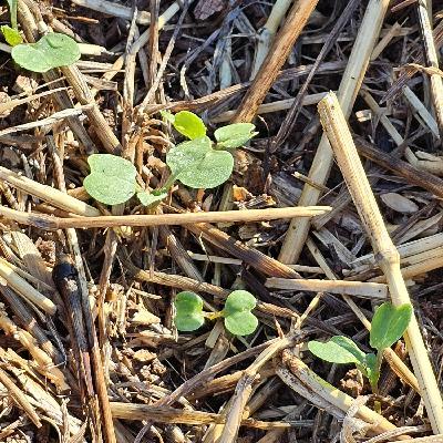 Top Agronomy Tips for Canola - Damian Jones, Research Manager IFN
