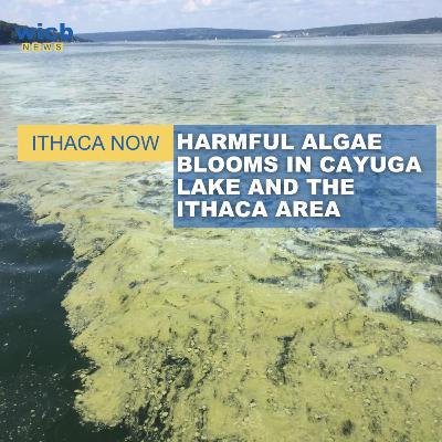 Harmful Algae Blooms in the Tompkins County Area | September 18, 2022.