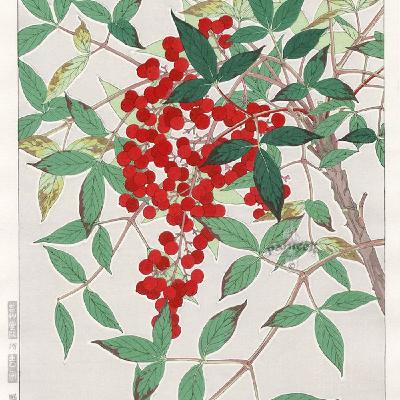 Show 250: Heavenly Bamboo, Prickly Pear Cactus and Ninebark