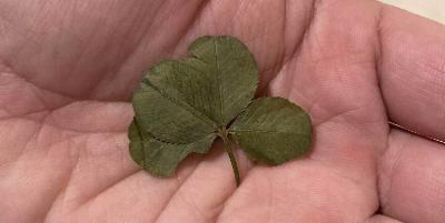 クローバープライム/nisai from Radiotalk クローバープライム/nisai from Radiotalk