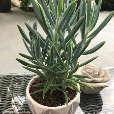 Attention, communication, ideas | s2 e1 IZ