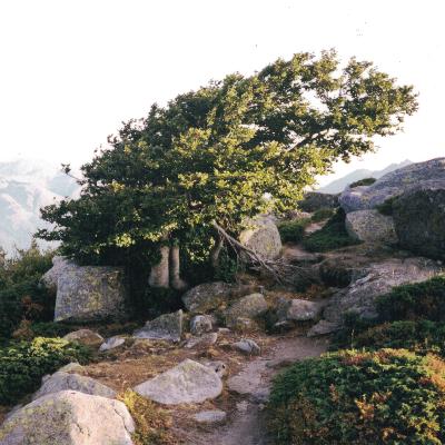 30 août 2000, de Usciolu à Asinao