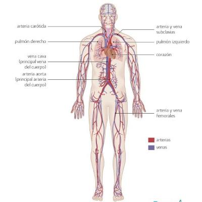 Sistema cardiovascular