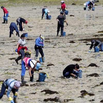 Mundo rural - Difusión del trabajo de las mariscadoras a pie de Galicia y en las Rías Bajas - 18/08/25