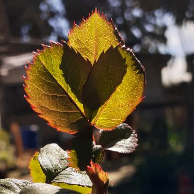 Diseño Humano y Claves Genéticas aplicados al bienestar vincular