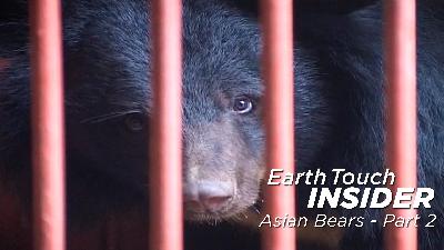 The Plight of Asian Bears Part 2: The Horrors of Bile Farming