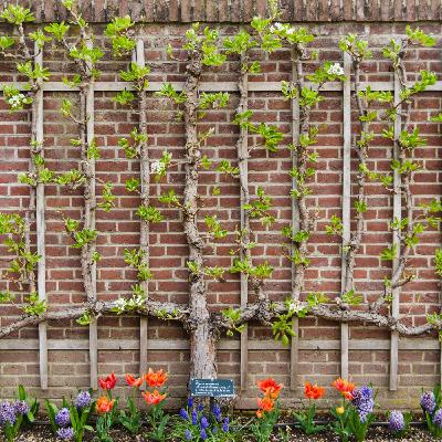 Espalier Fruit Tree Pruning with Andy Lewis