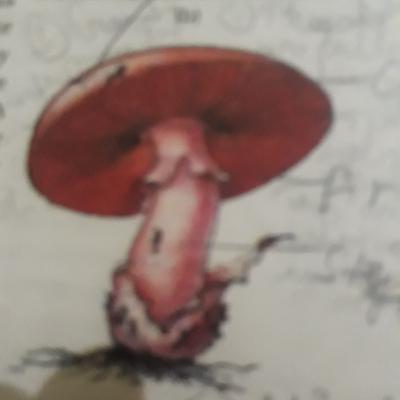 ch-2 biological classification of class 11th by priyanka tandon(annex future academy) ch-2 biological classification of class 11th by priyanka tandon(annex future academy)