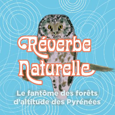 Le fantôme des forêts d'altitude des Pyrénées; à la recherche de la chouette de Tengmalm