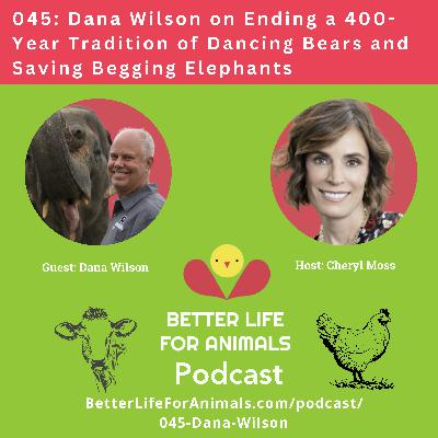 045: Dana Wilson on Ending a 400-Year Tradition of Dancing Bears and Saving Begging Elephants