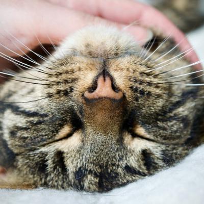 Contentment Contentment