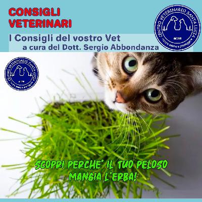Scopri perchè il tuo cane o gatto mangia l’erba!