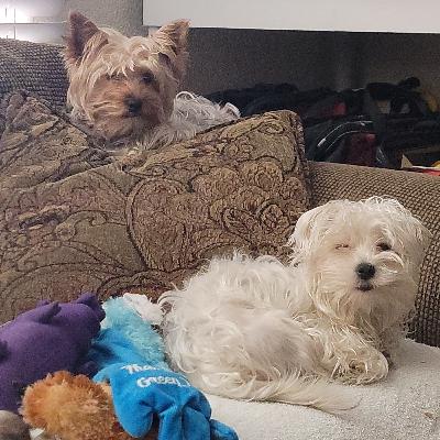 What we can learn from our pets about relationships.