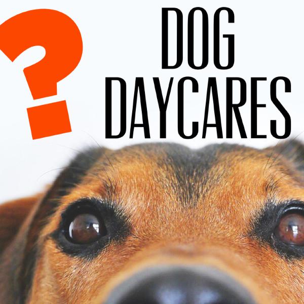 Dog Daycares Dog Daycares
