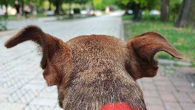 The Secret to Understanding Your Dog