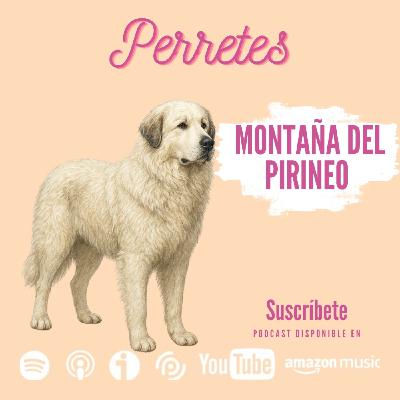 Ep97: Perro de montaña del Pirineo Ep97: Perro de montaña del Pirineo