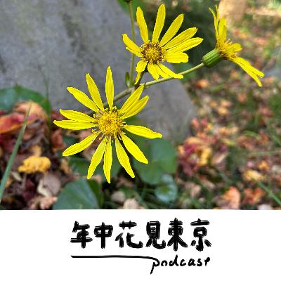 冬の始まりを告げる、さんさんツワブキ【#32】