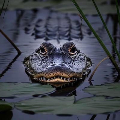 Gator Song