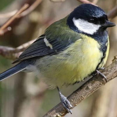 The Great Big Garden Birdwatch