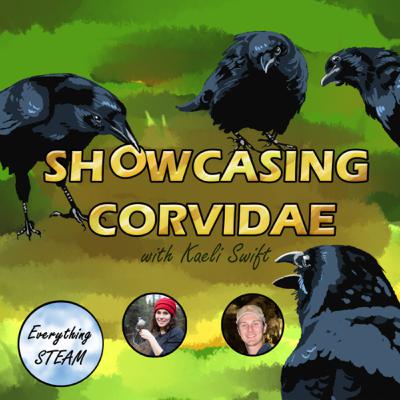 Showcasing Corvidae w. Dr. Kaeli Swift Showcasing Corvidae w. Dr. Kaeli Swift