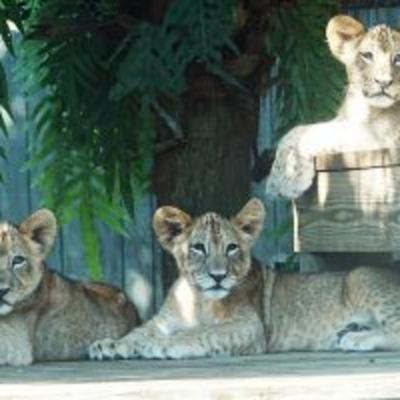 Brevard Zoo's New Lion Trio Brevard Zoo's New Lion Trio
