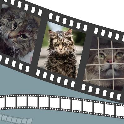 Pet Sematary - Dead Pets, No Regrets