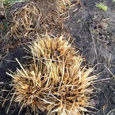 Lemongrass spring plant care and maintenance.