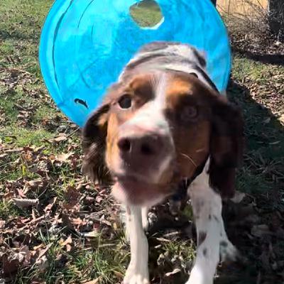 🐶 Dog Agility: Small wins & big joy with Toast & Amy