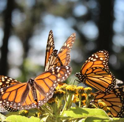 Planes, Trains & Automobiles... Also Choppers & Butterflies Planes, Trains & Automobiles... Also Choppers & Butterflies