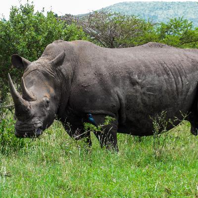 How to Survive a Rhino Attack