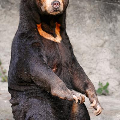 Is a Bear Bile Market Necessary? by Isabel Cardenas