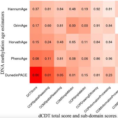 Faster Biological Aging Linked to Cognitive Decline in Older Adults