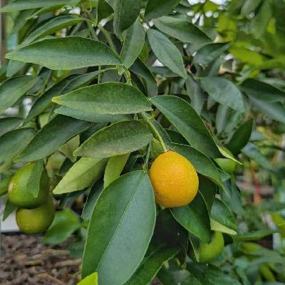 207. Special Set 阿尔伯克基有了新颜色 207. Special Set 阿尔伯克基有了新颜色