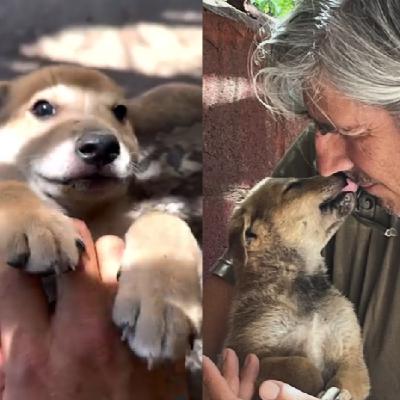 Los hijos de Loba: cachorritos buscan adopción o tránsito