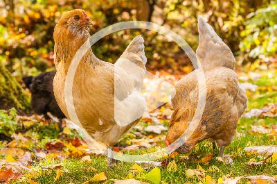 Preparing Your Chickens for Autumn Preparing Your Chickens for Autumn