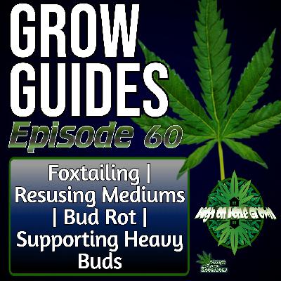 Stopping Foxtails, Reusing Grow Medium, Fixing Late Bud Rot & Supporting Heavy Buds | Grow Guides Ep. 60