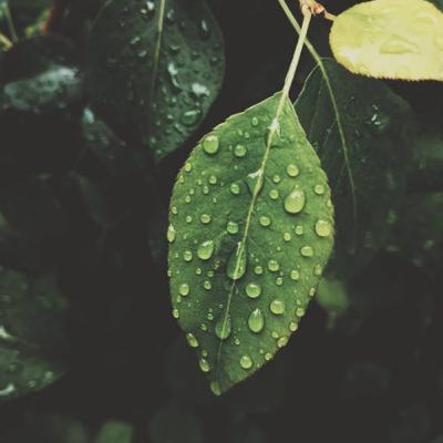 Thee Inn Gu Sayadaw Gyi (Episodes #37)